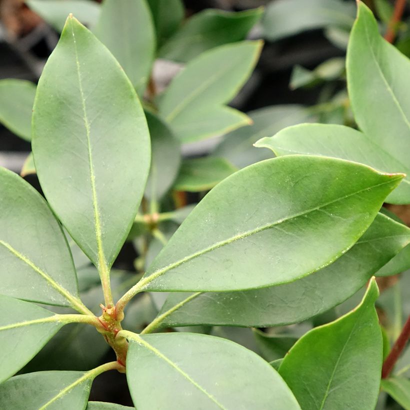 Kalmia latifolia Ideal - Laurier des montagnes (Foliage)