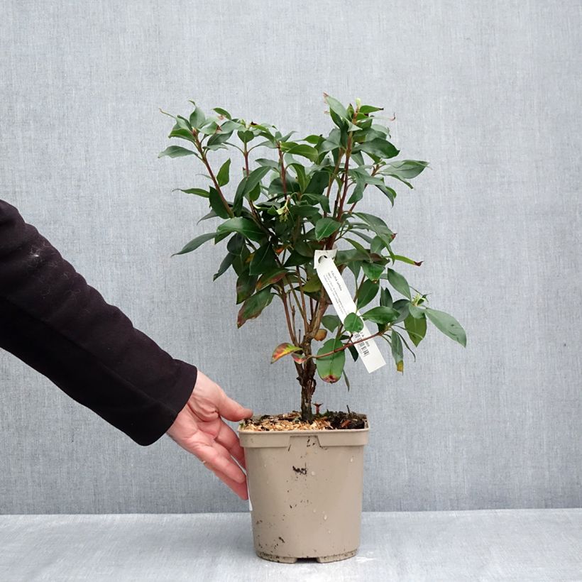 Spécimen de Kalmia latifolia Ideal - Laurier des montagnes Pot de 3L/4L tel que livré en automne