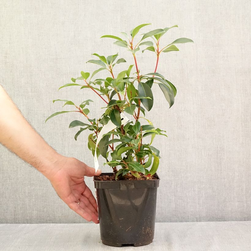 Spécimen de Kalmia latifolia Keepsake - Laurier des montagnes rouge et blanc Pot de 2L/3L tel que livré en été