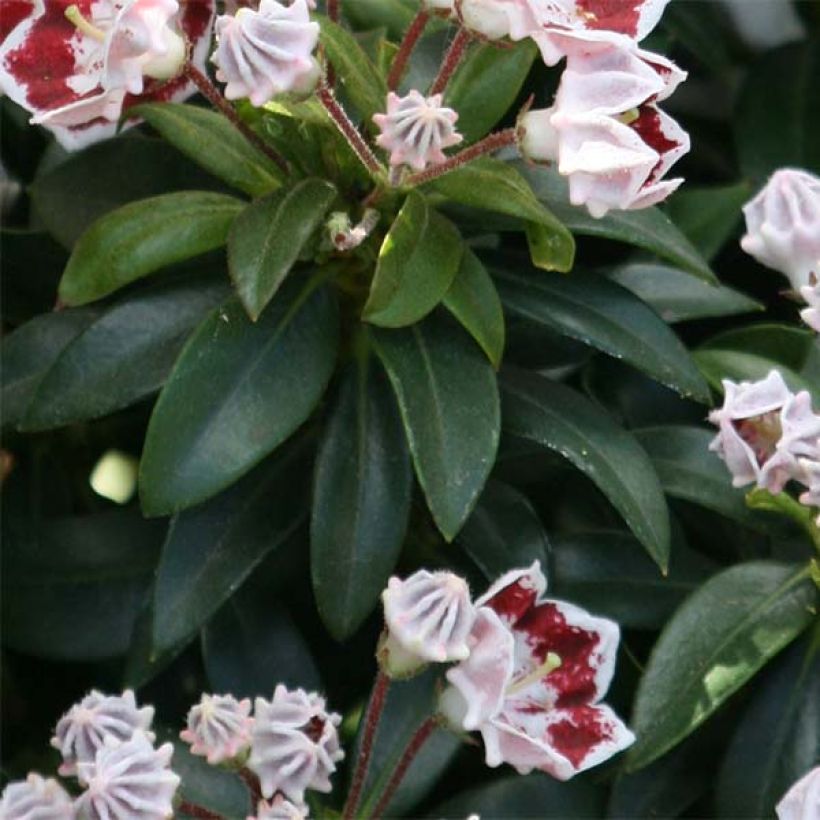 Kalmia latifolia Minuet - Laurier des montagnes (Foliage)