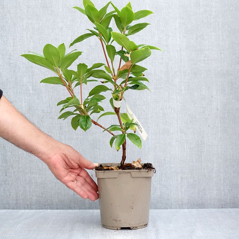 Spécimen de Kalmia latifolia Windmill - Laurier des montagnes Pot de 3L/4L tel que livré en automne