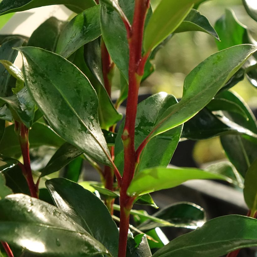 Kalmia latifolia Zébulon - Laurier des montagnes blanc nuancé de rose (Feuillage)