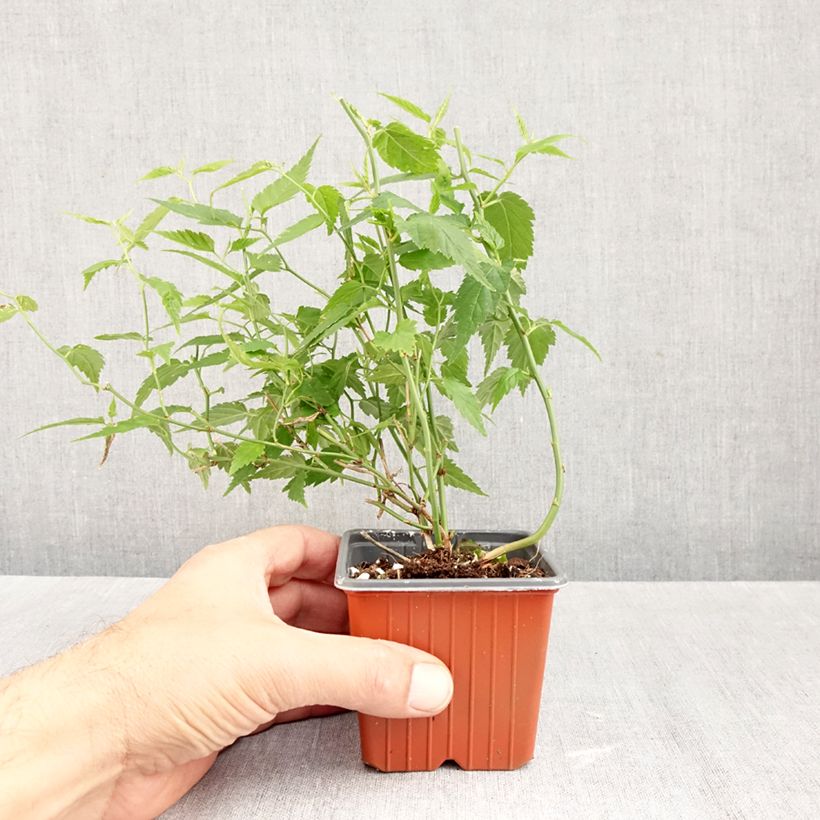 Spécimen de Kerria japonica - Corète du Japon Godet de 8/9 cm tel que livré en automne