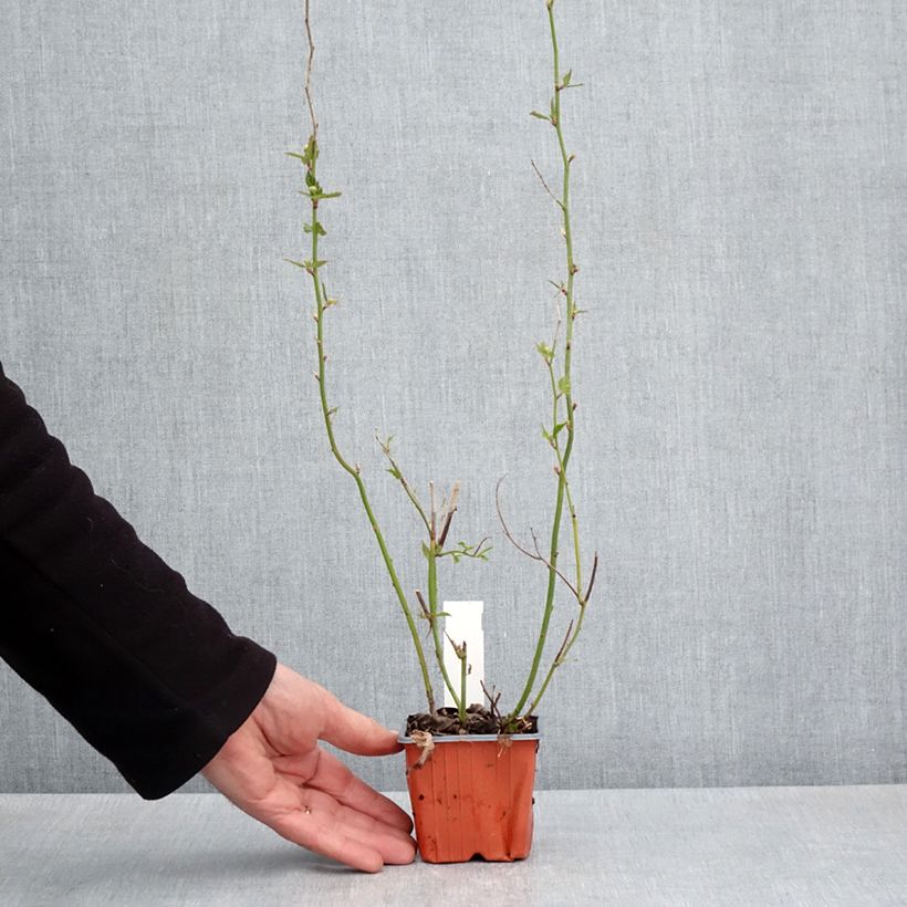 Example of Kerria japonica - Corète du Japon Godet de 8/9 cm as you get in printemps