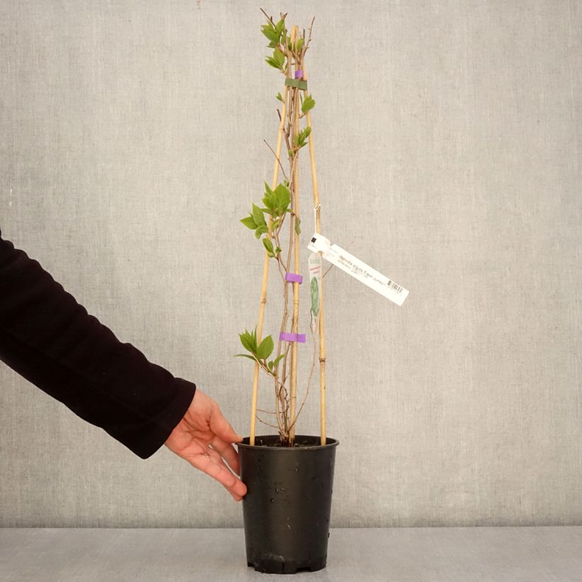 Spécimen de Kiwai femelle Fresh Jumbo - Actinidia arguta Pot de 2L/3L tel que livré au printemps