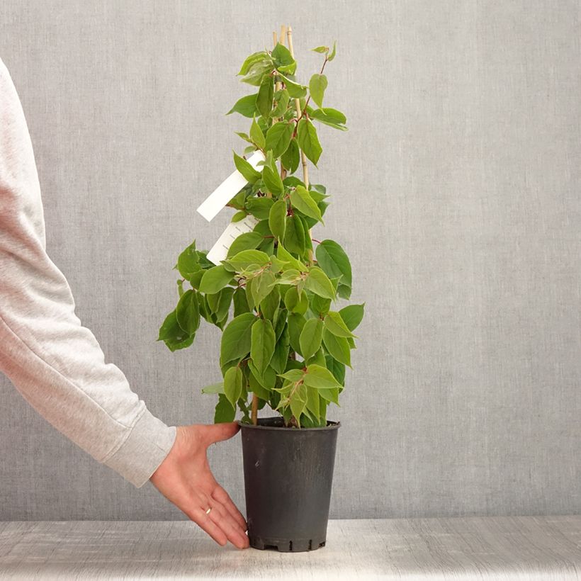 Spécimen de Kiwai mâle Romeo - Actinidia arguta Pot de 2L/3L tel que livré au printemps