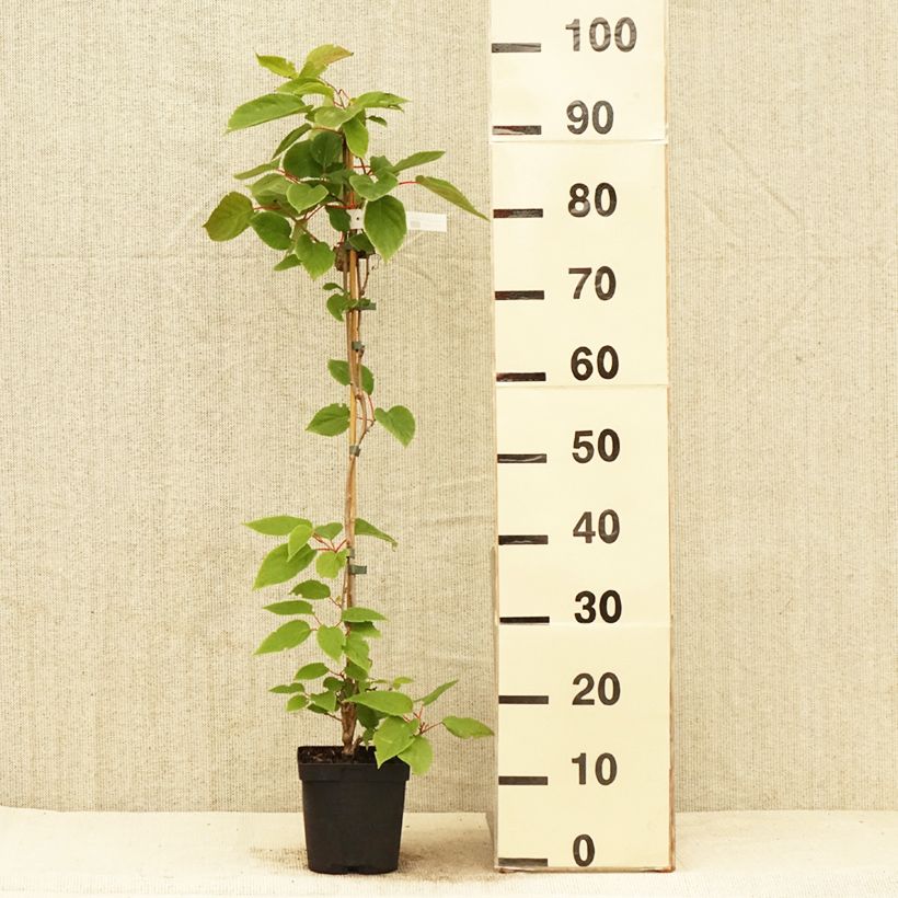Spécimen de Kiwai mâle Weima - Actinidia arguta Pot de 2L/3L tel que livré au printemps
