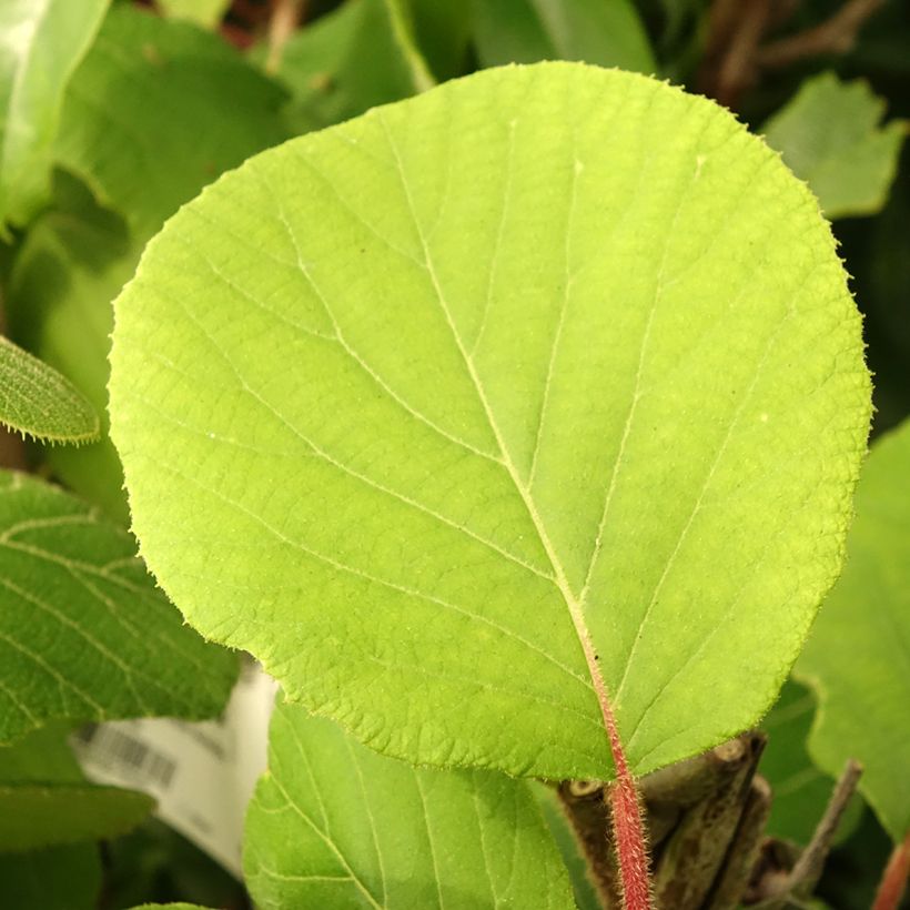 Kiwi - Actinidia deliciosa Kiwidoo Femelle (Foliage)