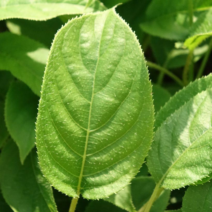 Kiwi arguta Ananasnaya (femelle) - Kiwaï Anna (Feuillage)