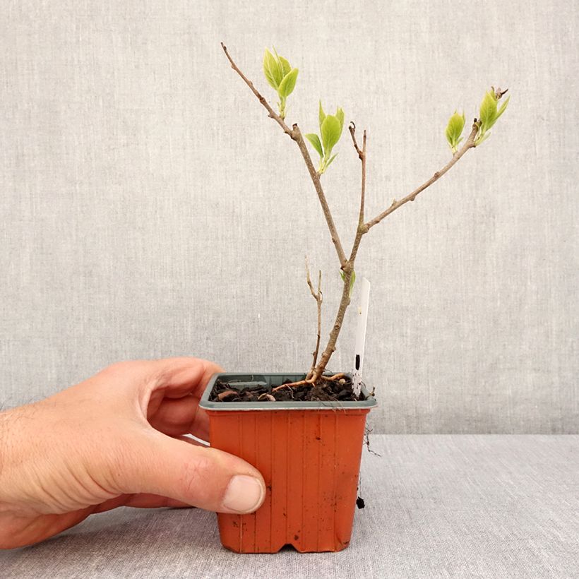 Spécimen de Kiwi arguta Ananasnaya (femelle) - Kiwaï Anna Godet de 8/9 cm tel que livré au printemps