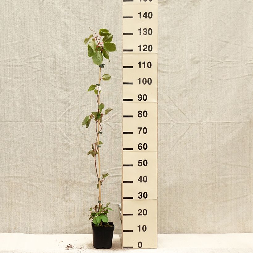 Spécimen de Kiwi arguta Ananasnaya (femelle) - Kiwaï Anna Pot de 1,5L/2L tel que livré au printemps