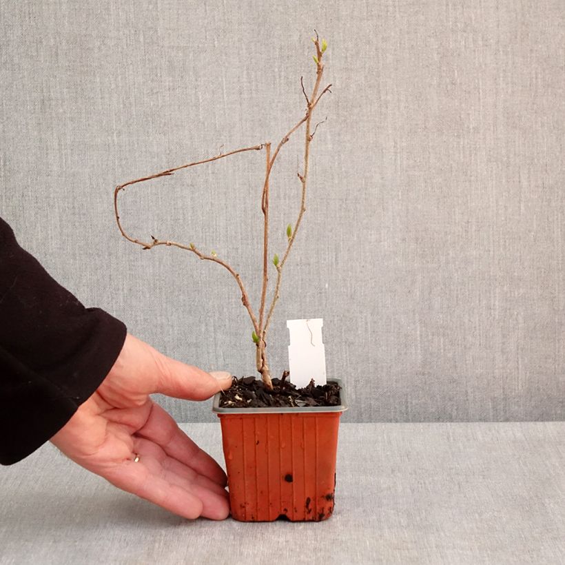 Spécimen de Kiwi arguta Geneva (femelle) - Kiwaï - Actinidia arguta Godet de 8/9 cm tel que livré au printemps