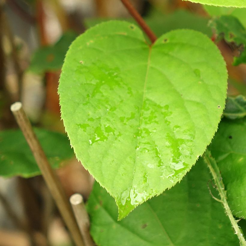 Kiwi arguta Geneva (femelle) - Kiwaï - Actinidia arguta (Feuillage)