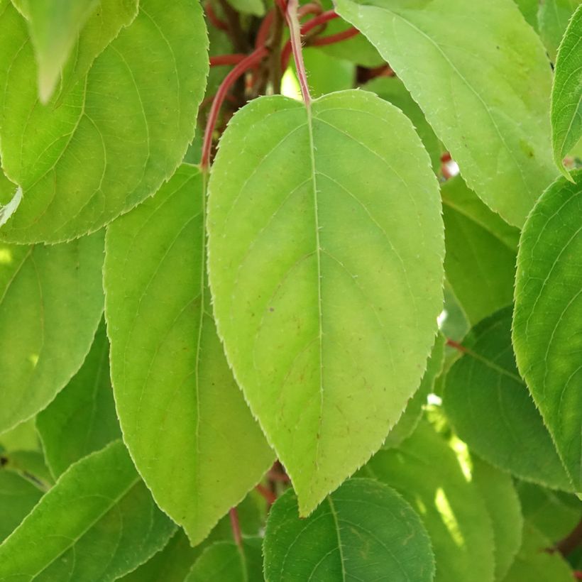 Kiwi arguta Mariered (femelle) - Kiwaï - Actinidia arguta (Feuillage)