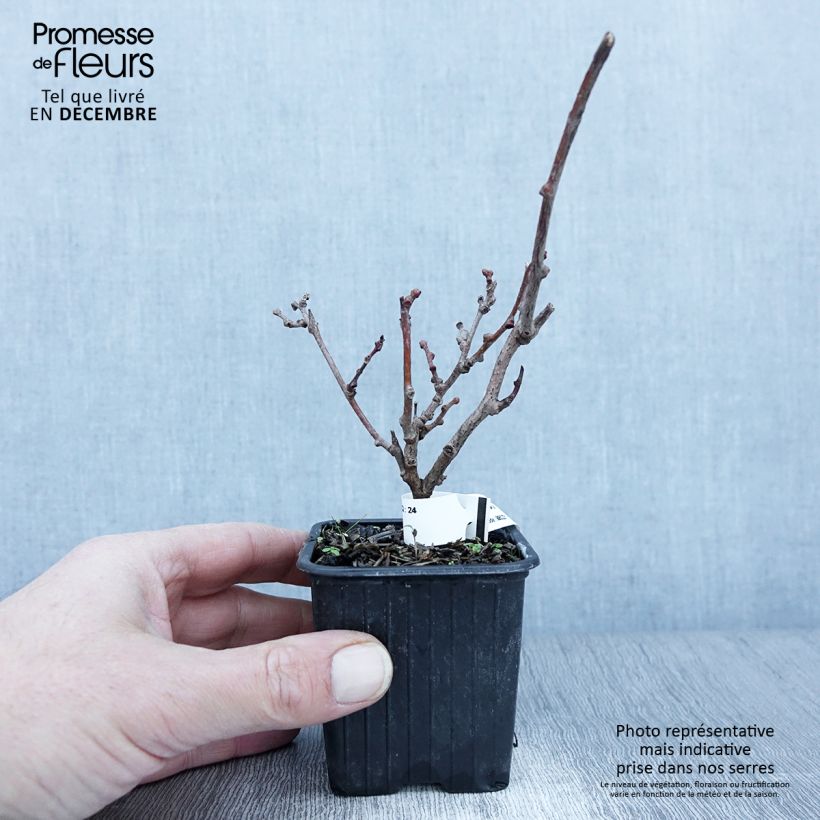Spécimen de Kiwi arguta Purpurea (femelle) - Kiwaï Godet de 8/9 cm tel que livré en automne