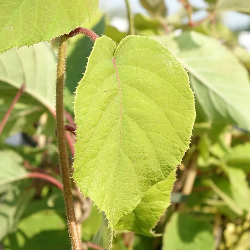 Kiwi femelle - Actinidia chinensis Bruno (Feuillage)