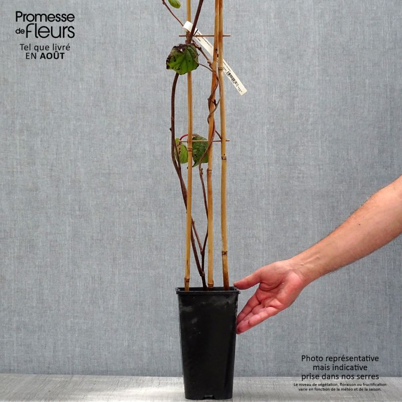 Spécimen de Kiwi femelle - Actinidia deliciosa Monty Pot de 2L/3L tel que livré en été