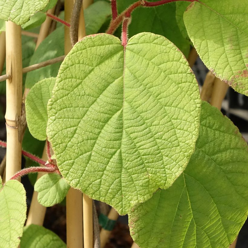 Kiwi femelle - Actinidia deliciosa Monty (Feuillage)