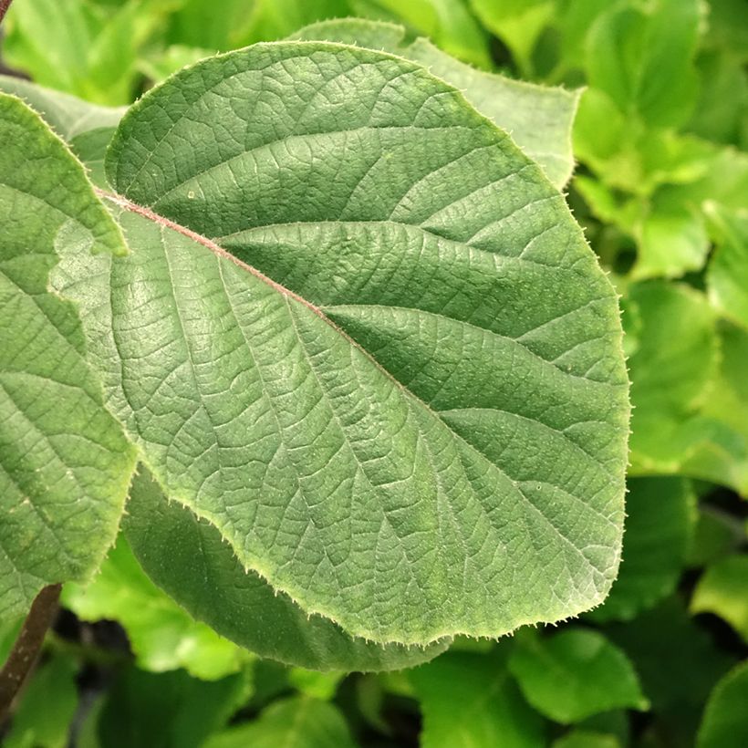 Kiwi jaune femelle - Actinidia deliciosa Kiwi Gold (Foliage)