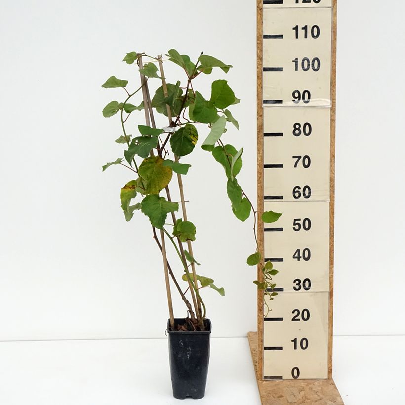 Example of Kiwi jaune femelle - Actinidia deliciosa Kiwi Gold Pot de 1,5L/2L as you get in ete