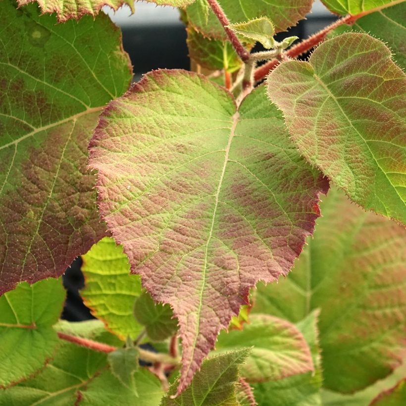 Kiwi jaune kiw'Happy femelle - Actinidia deliciosa (Feuillage)