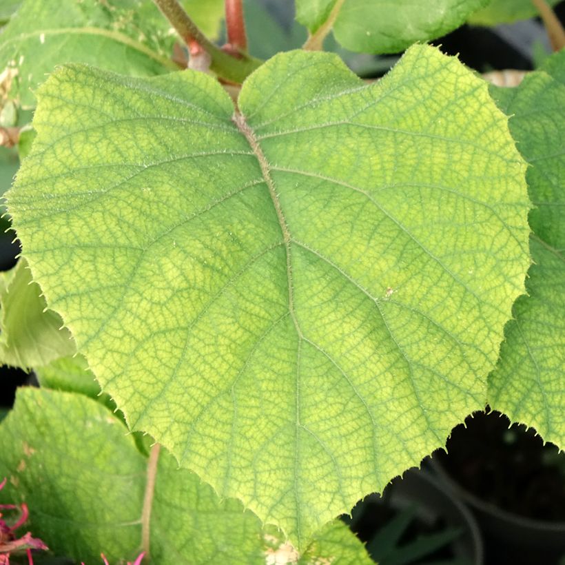 Kiwi jaune kiw'Happy mâle - Actinidia deliciosa (Foliage)