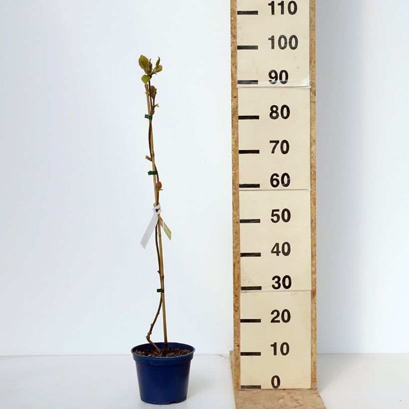 Example of Kiwi jaune kiw'Happy mâle - Actinidia deliciosa Pot de 2L/3L as you get in printemps