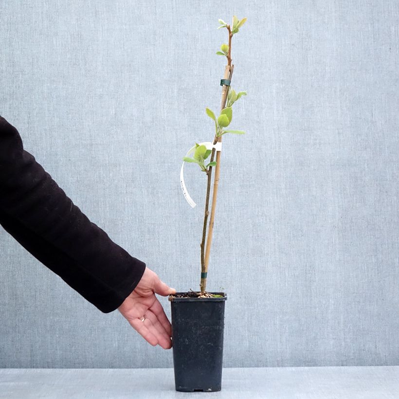 Spécimen de Kiwi jaune Minkigold femelle - Actinidia chinensis Pot de 1,5L/2L tel que livré au printemps