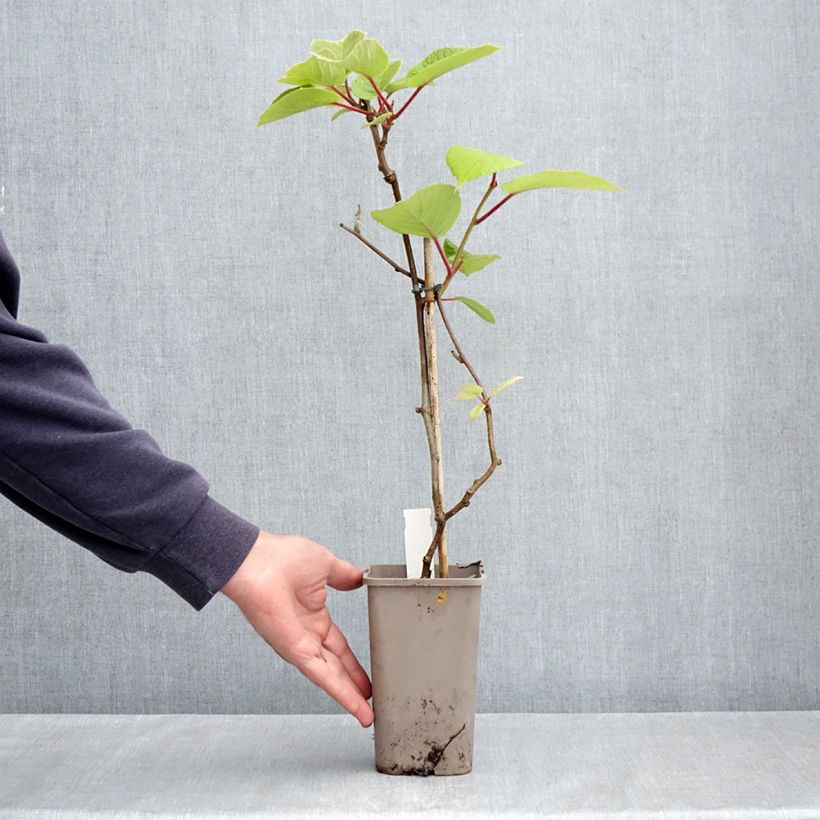 Spécimen de Kiwi Petite Homme (femelle) - Actinidia deliciosa Pot de 2L/3L tel que livré au printemps