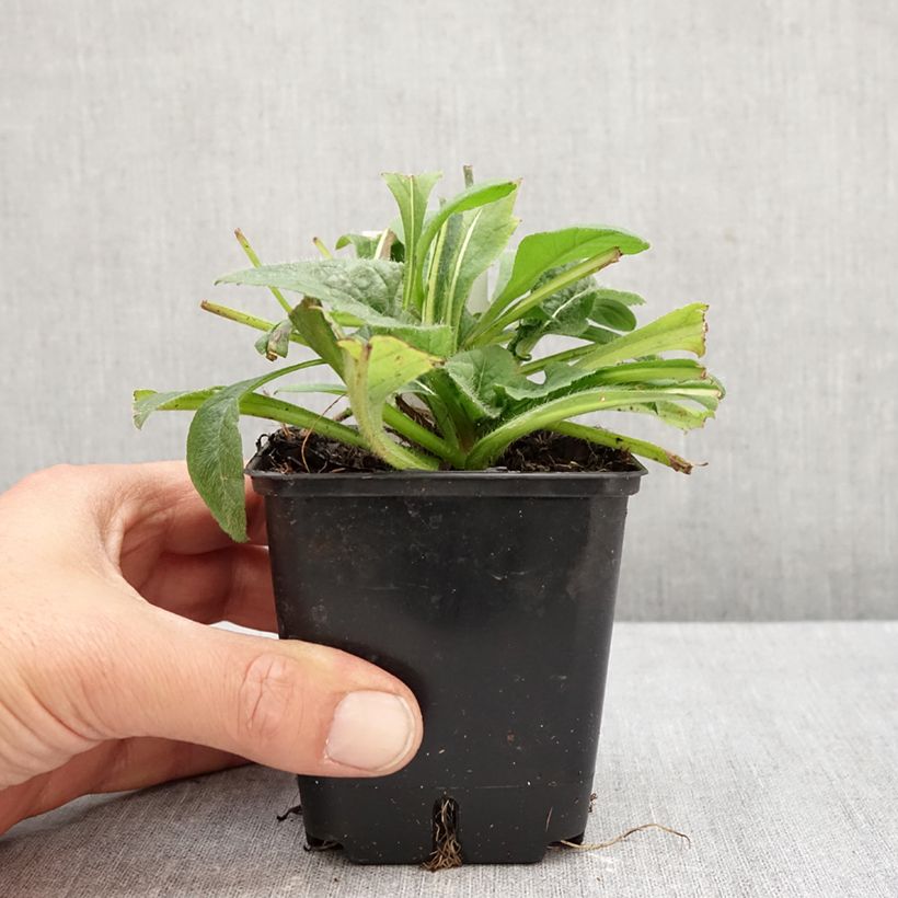 Spécimen de Knautia macedonica Red Knight - Petite scabieuse de Macédoine Red Knight Godet de 8/9 cm tel que livré en automne