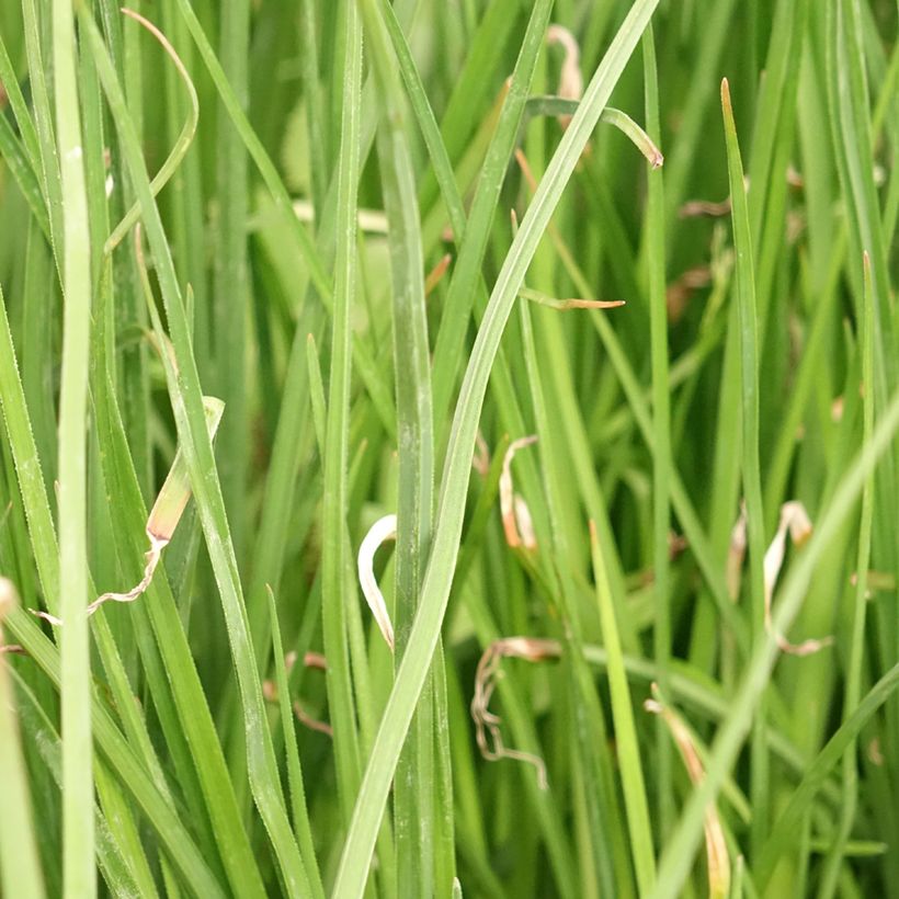Kniphofia Bees Lemon - Tritoma (Foliage)