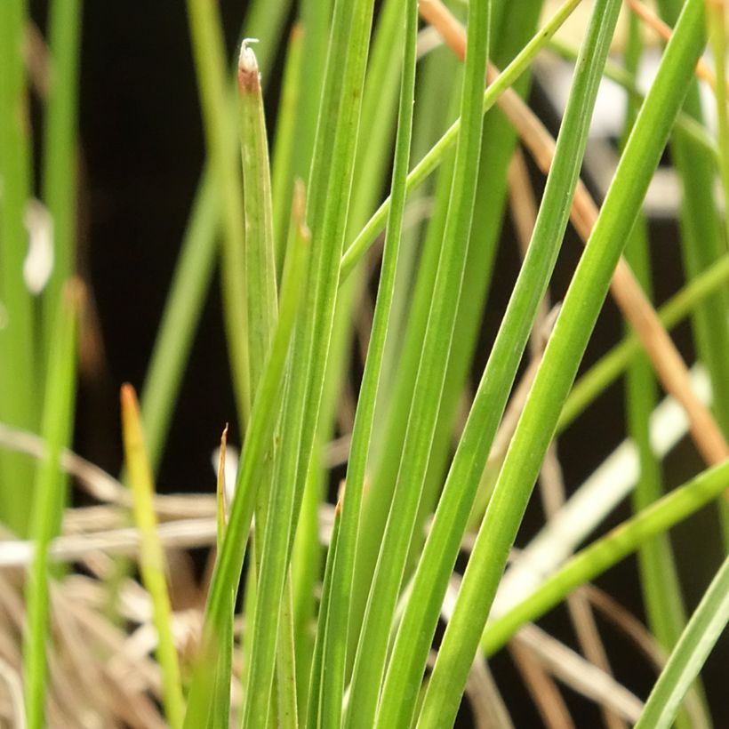 Kniphofia Little Maid - Tison de satan Little Maid (Feuillage)