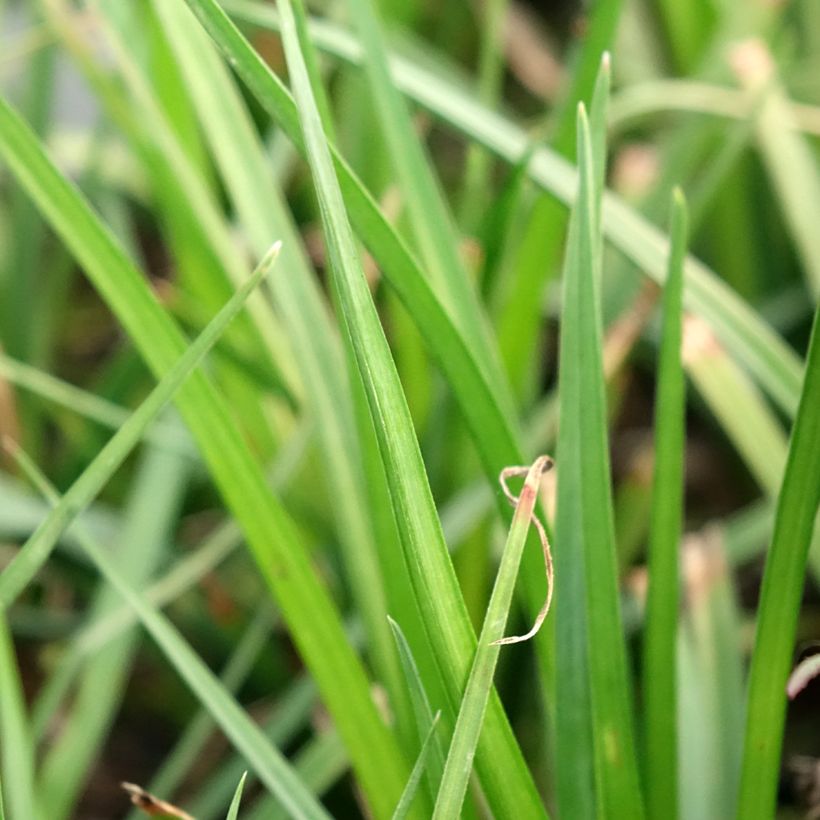 Kniphofia Tawny King - Tritoma  (Feuillage)
