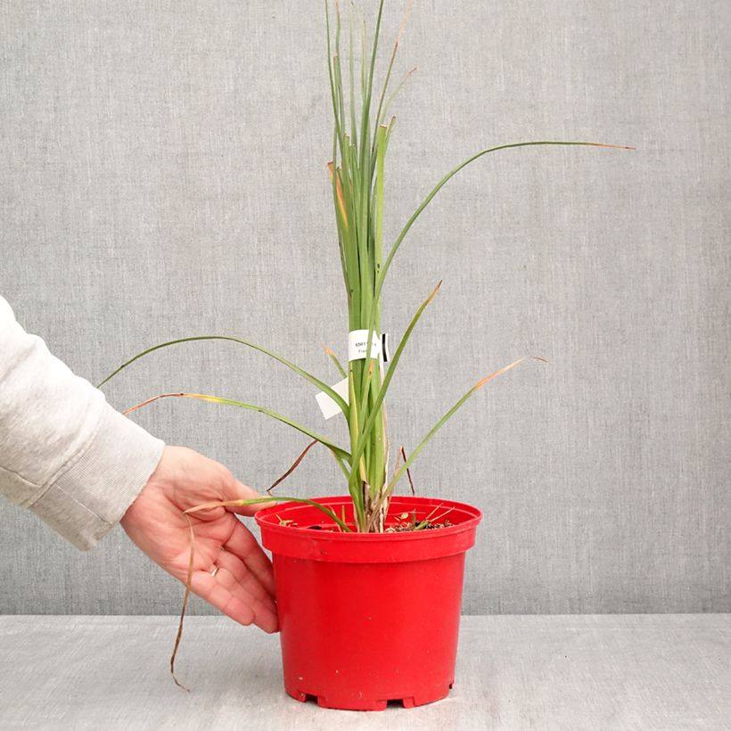 Spécimen de Kniphofia uvaria Nobilis - Tritoma géant Pot de 3L/4L tel que livré au printemps