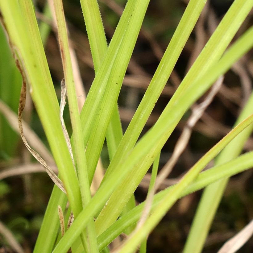 Kniphofia Wrexham Buttercup - Tritoma Wrexham Buttercup (Feuillage)
