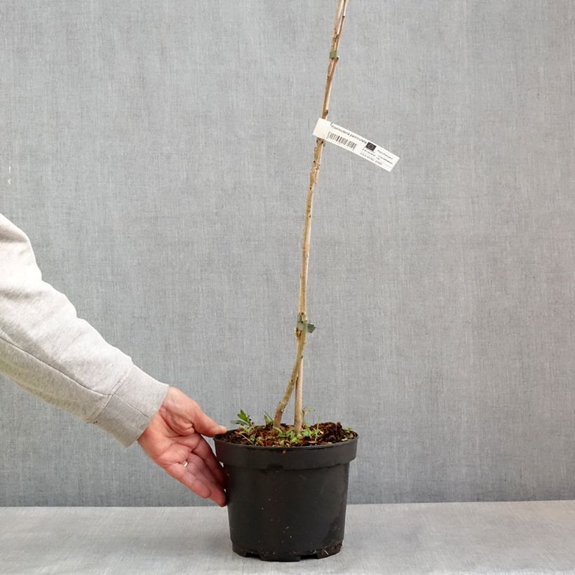 Example of Koelreuteria paniculata - Savonnier de Chine Pot de 3L/4L as you get in printemps