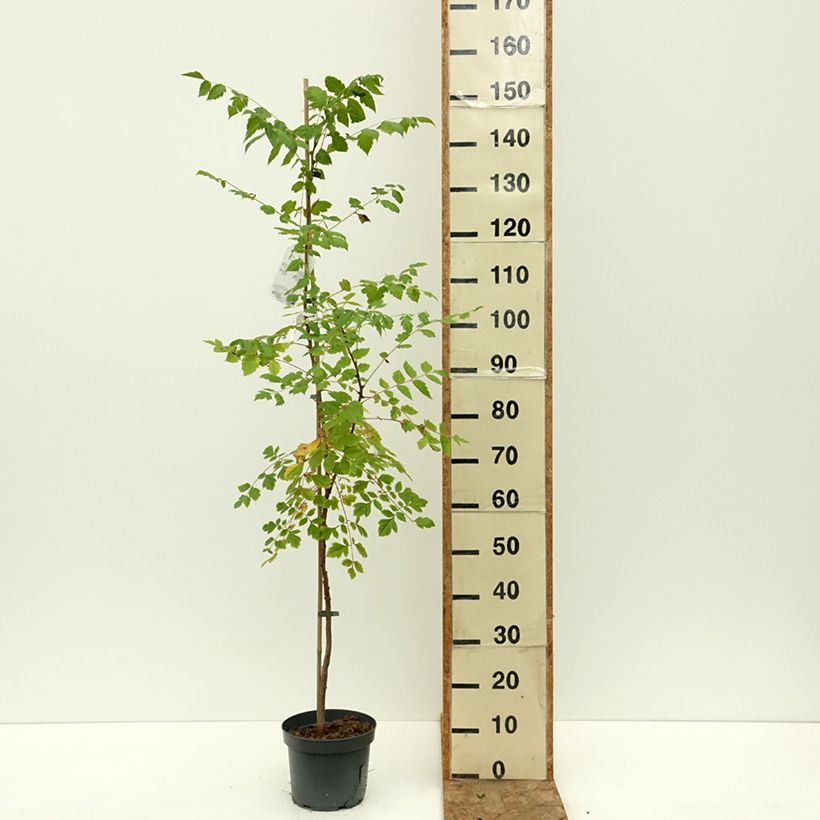 Spécimen de Koelreuteria paniculata - Savonnier de Chine Pot de 7,5L/10L tel que livré en été