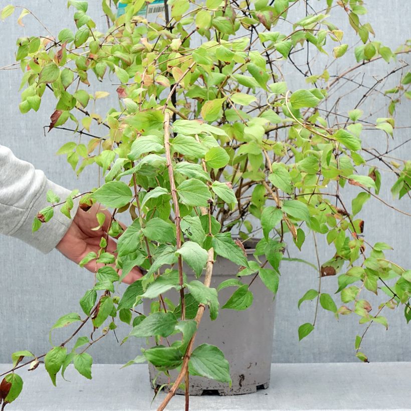 Spécimen de Kolkwitzia amabilis Pink Cloud - Buisson de beauté Pot de 6L/7L tel que livré en été