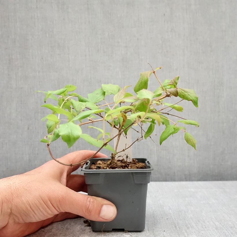 Spécimen de Kolkwitzia amabilis Pink Cloud - Buisson de beauté Godet de 8/9 cm tel que livré au printemps