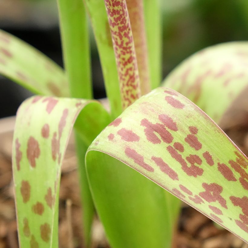 Lachenalia Rupert - Coucou du Cap (Feuillage)