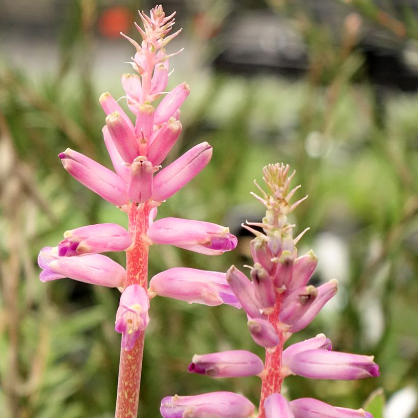 Lachenalia Rupert - Coucou du Cap (Floraison)