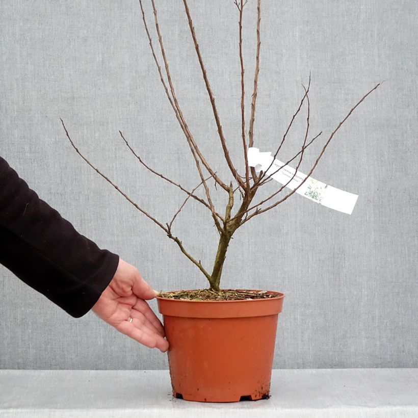 Spécimen de Lagerstroemia Enduring White - Lilas des Indes Pot de 3L/4L, Touffe tel que livré au printemps