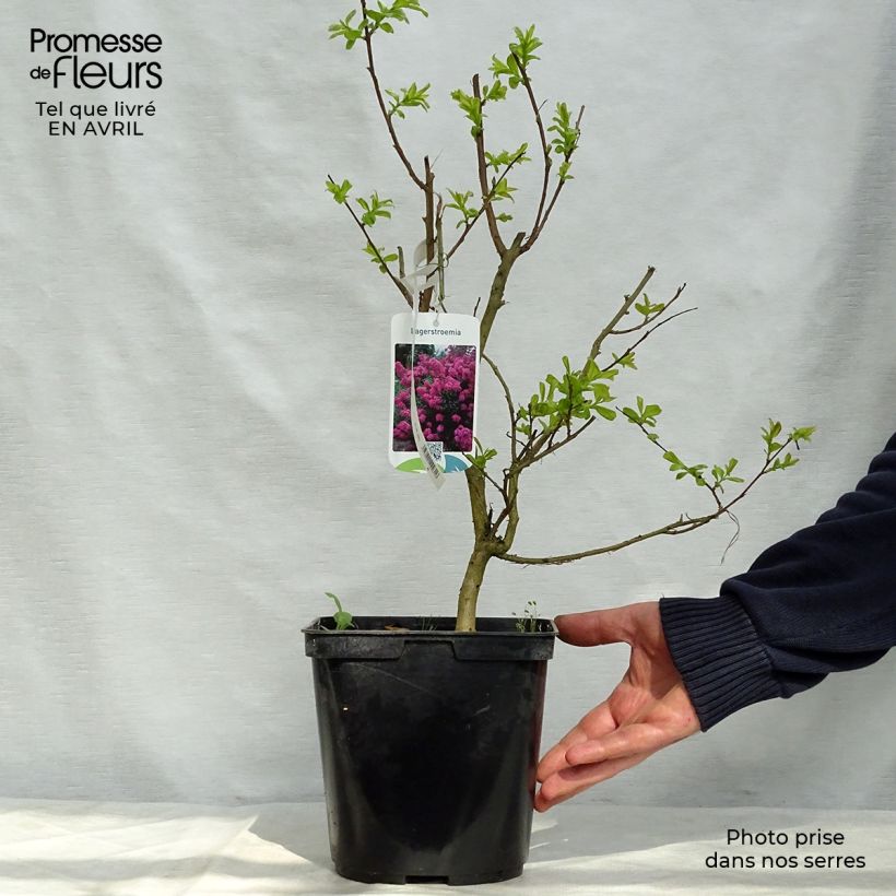 Spécimen de lagerstroemia indica Violet d'Eté indyvio - Lilas des Indes violine Pot de 3L/4L tel que livré au printemps