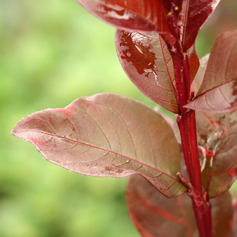 Lagerstroemia indica Black Solitaire (Black Diamond) Pure White - Lilas des Indes (Feuillage)