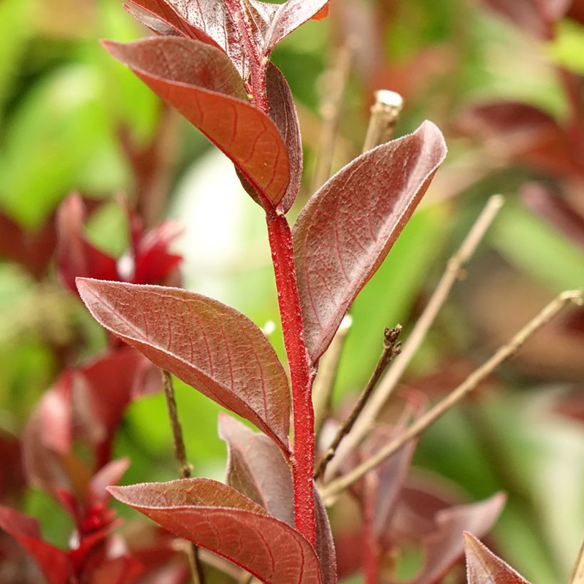 Lagerstroemia indica Black Solitaire (Black Diamond) Purely Purple - Lilas des Indes (Feuillage)