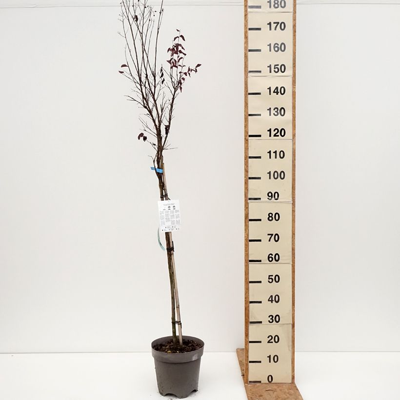 Spécimen de Lagerstroemia indica Black Solitaire (Black Diamond) Shell Pink - Lilas des Indes Pot de 7,5L/10L, Demi-Tige tel que livré en automne