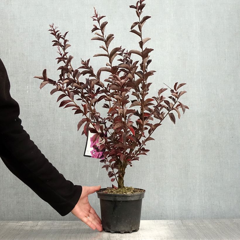 Spécimen de Lagerstroemia indica Black Solitaire (Black Diamond) Shell Pink - Lilas des Indes Pot de 3L/4L tel que livré en automne
