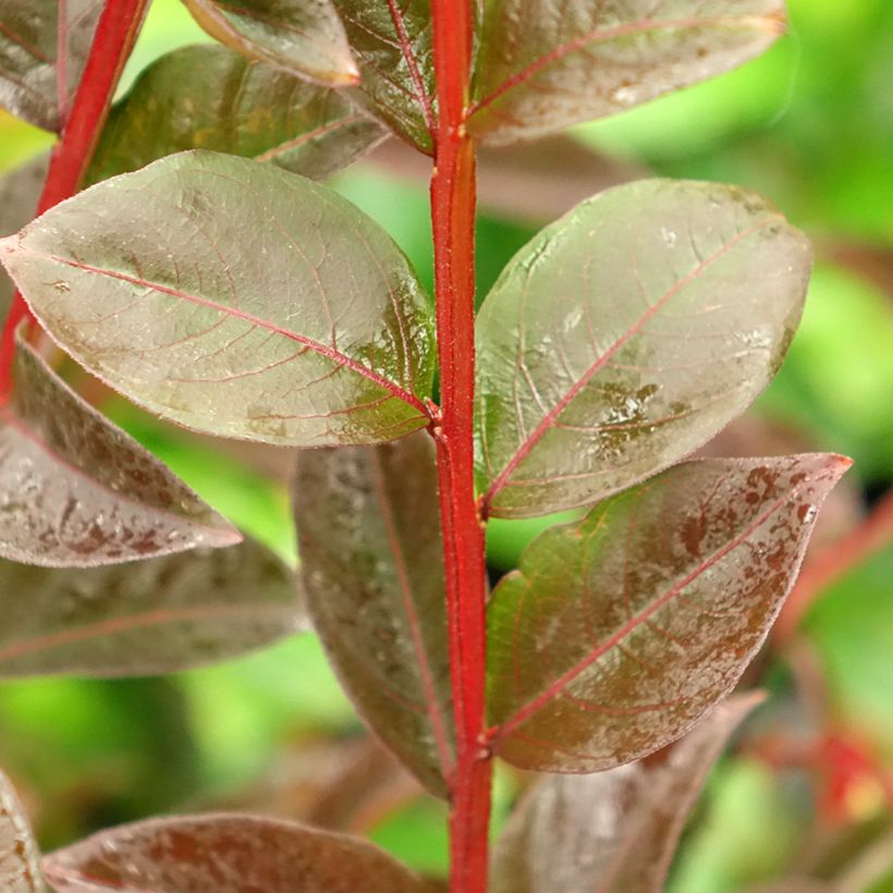 Lagerstroemia indica Black Solitaire (Black Diamond) Shell Pink - Lilas des Indes (Foliage)