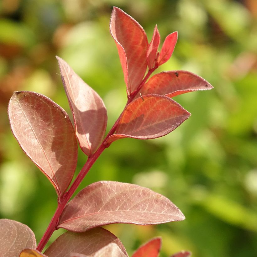 Lagerstroemia indica Cherry 'Lelaro' (Bouquet Rouge) - Lilas des Indes  (Feuillage)