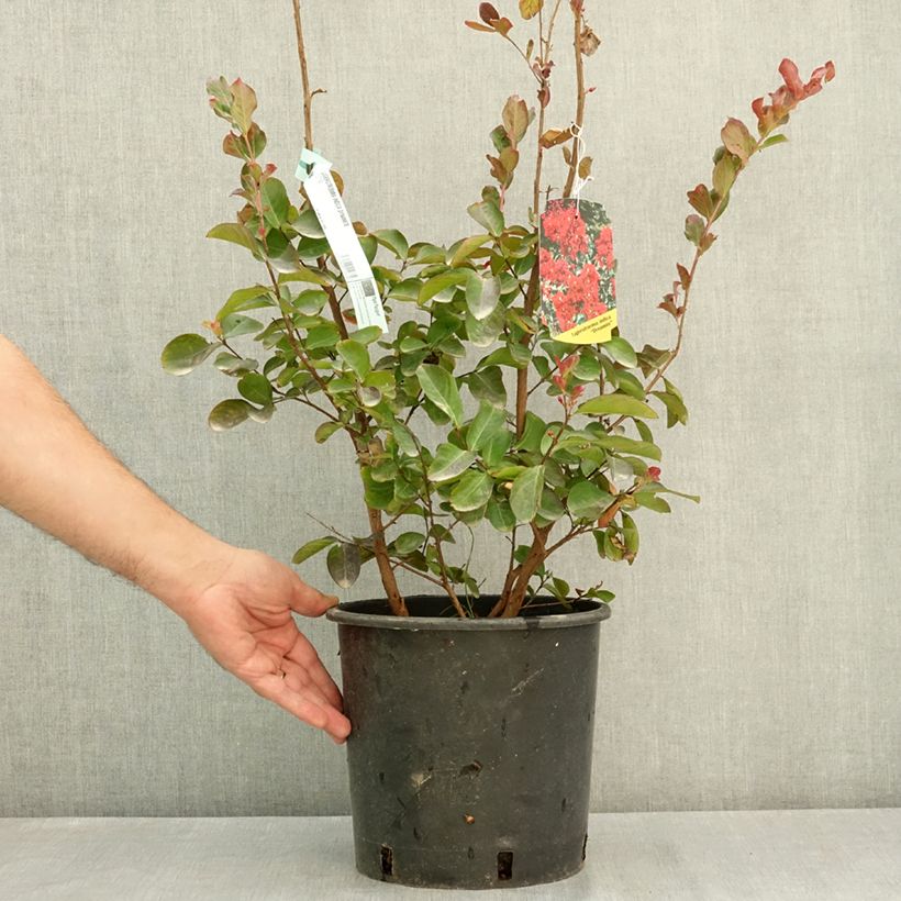 Spécimen de Lagerstroemia indica Dynamite  - Lilas des Indes Pot de 7,5L/10L tel que livré en été